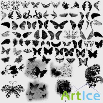  Butterflies