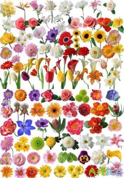 80 kinds of flowers