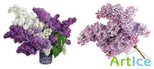 Beautiful Lilac