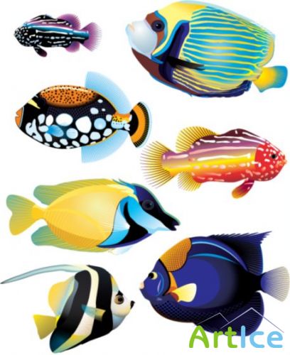 Tropical fish collection