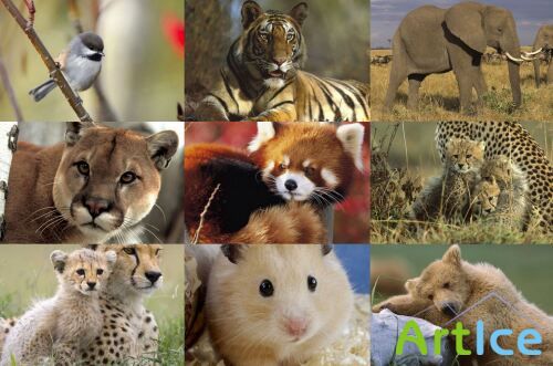 Animals of the whole world