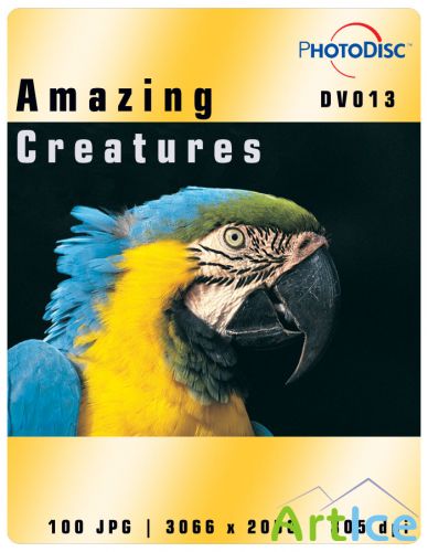 Amazing Creatures