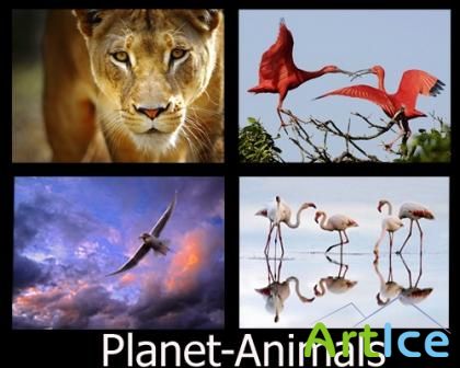 Planet-Animals