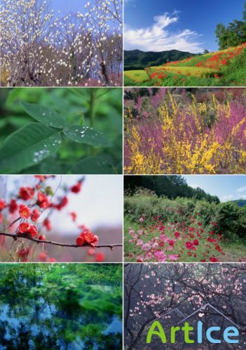      Flowering mountains