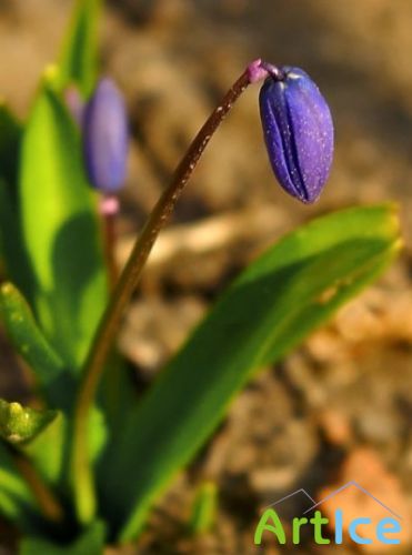 Beauty of The Spring