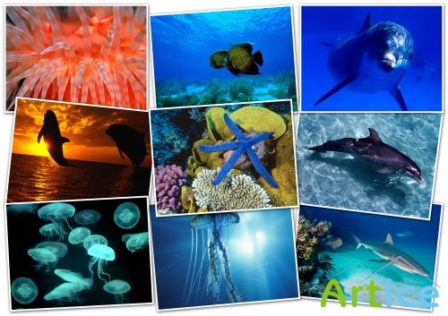 -HQ Wallpapers pack 1600x1200-Ocean Life