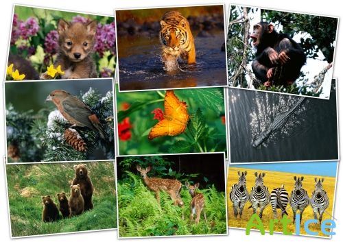 -HQ Wallpapers pack 1600x1200 ANIMALS[1]