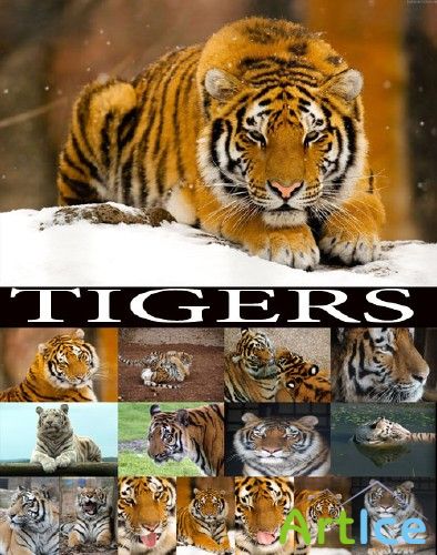 Tigers -  