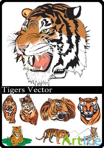 Tigers Vector 2010