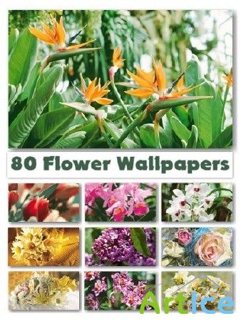 Flower Wallpapers