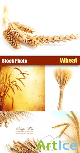 Wheat