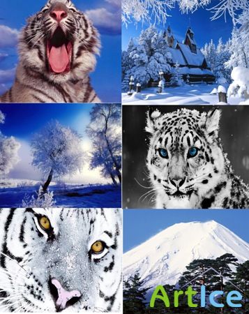  - WINTER WHITE TIGER