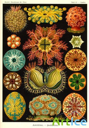 Ernst Haeckel    