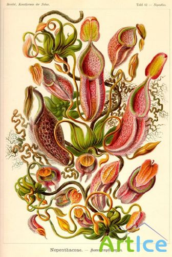 Ernst Haeckel    