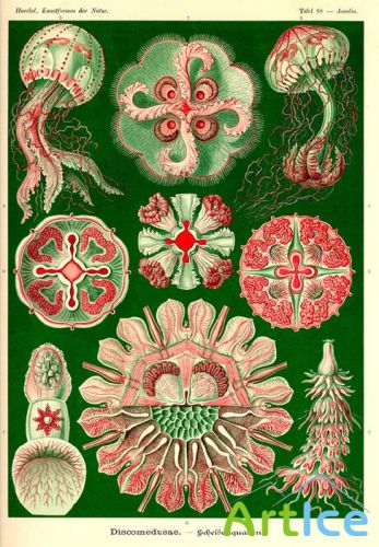 Ernst Haeckel    