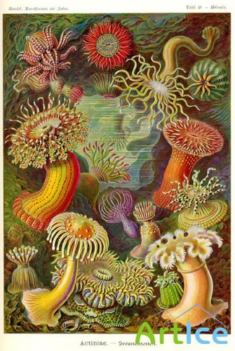 Ernst Haeckel    