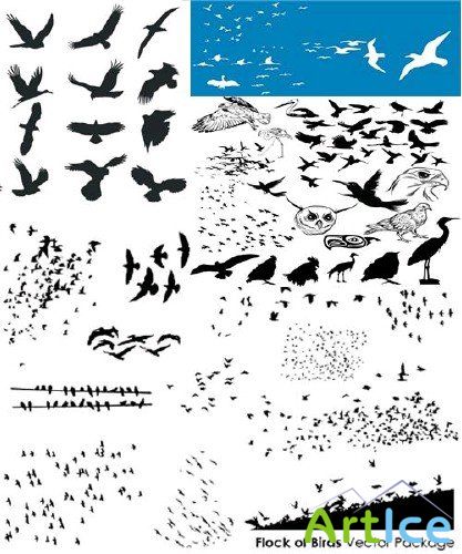 Birds vector pack