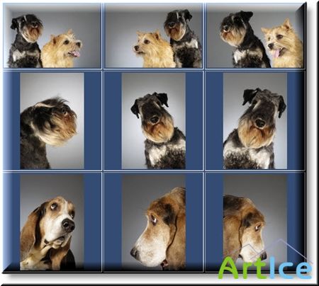 GlowImages GWC105 - Dog Emotions