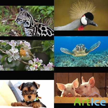 Animals WideScreen Wallpapers [63/2010]