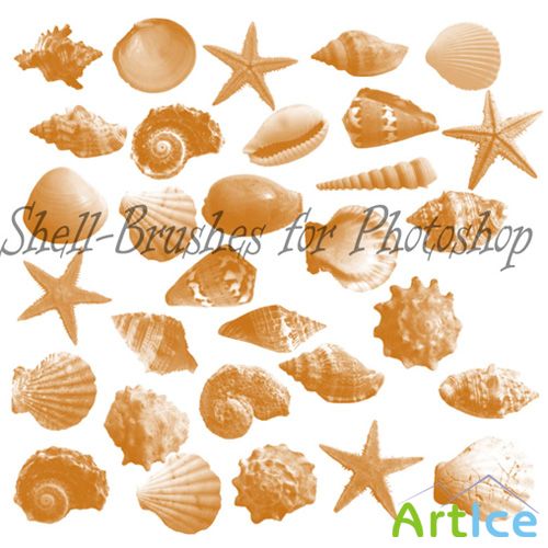 Shell Photoshop Brushes