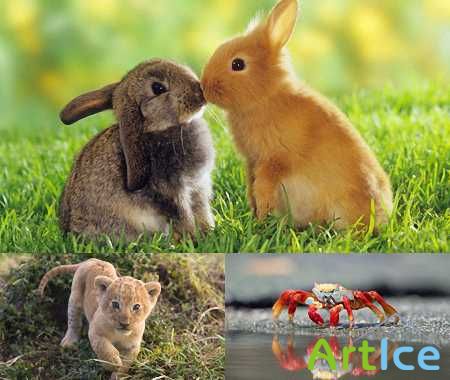 Animals Full HD 2010