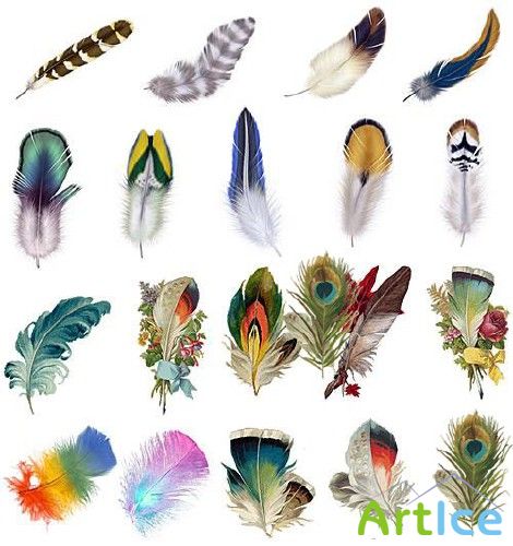 Nice set of Feather - psd