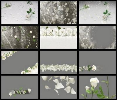 Footages - Editor's Themekit 123: Roses are White (ISO)