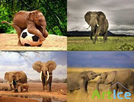 Elephants Wallpapers (38)