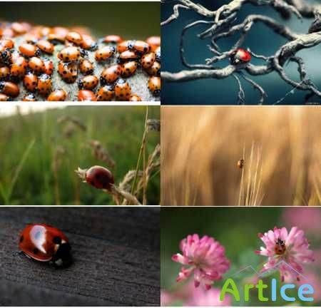 Ladybugs Wallpapers