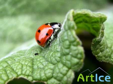 Ladybugs Wallpapers