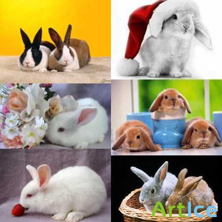  . Wallpapers Rabbit (2011)