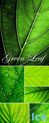 Stock Photo - Green Leaf