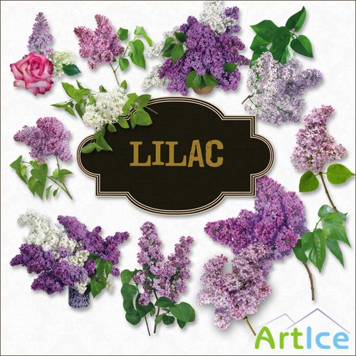 Scrap-kit - Lilac Set (PNG)