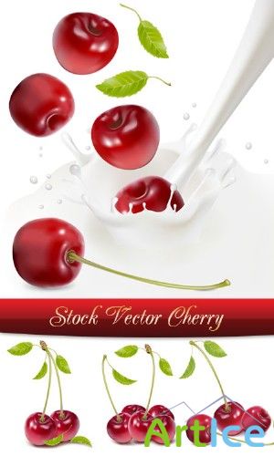 Stock Vector Cherry |  