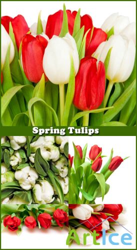 Spring Tulips - Stock Photos