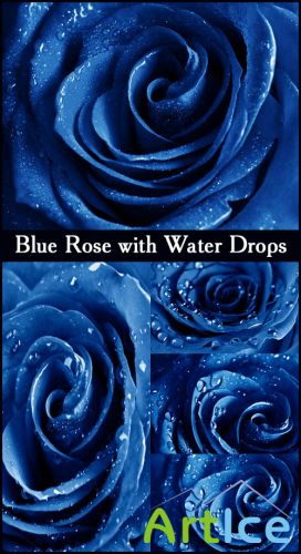 Blue Rose with Water Drops - Stock Photos