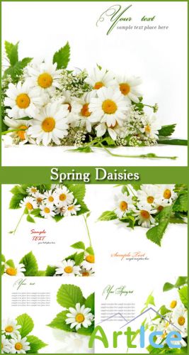 Spring Daisies - Stock Photos