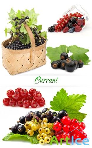 Stock Photo: Currant | 