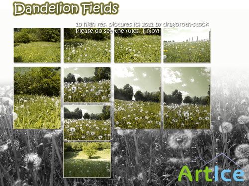 Stock Photo - Dandelion Fields