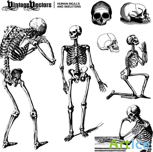 Human Skulls and Skeletons Vector Set