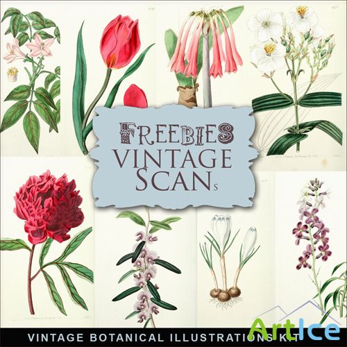 Scrap-kit - Vintage Botanical Illustrations #1