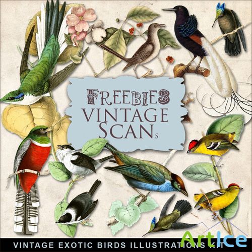 Scrap-kit - Vintage Exotic Birds Illustrations