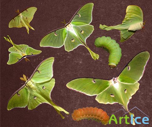 PSD Clipart - Luna Moths