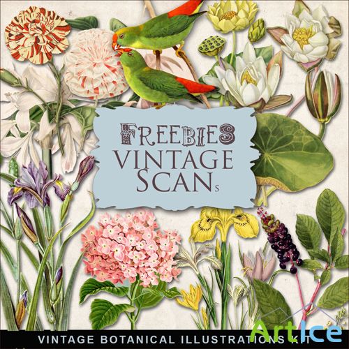 Scrap-kit - Vintage Botanical Illustrations #3