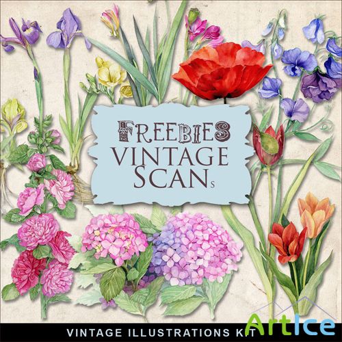 Scrap-kit - Vintage Flowers Illustrations #11