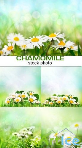 Chamomile backgrounds