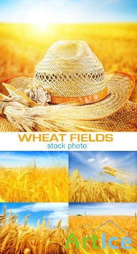 Wheat 3