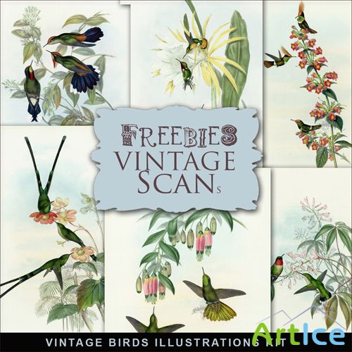 Scrap-kit - Vintage Birds Illustrations #1