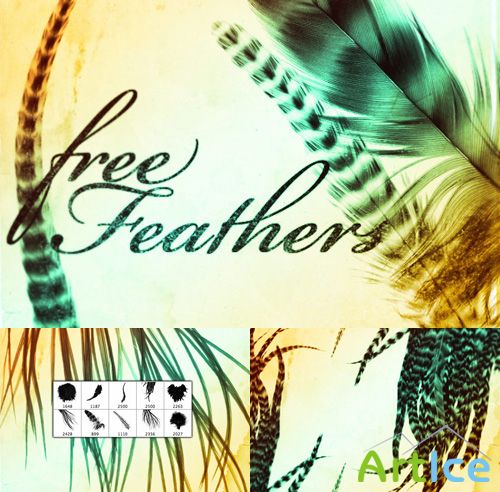 Free feathers