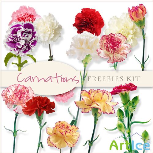 Scrap-kit - Carnations